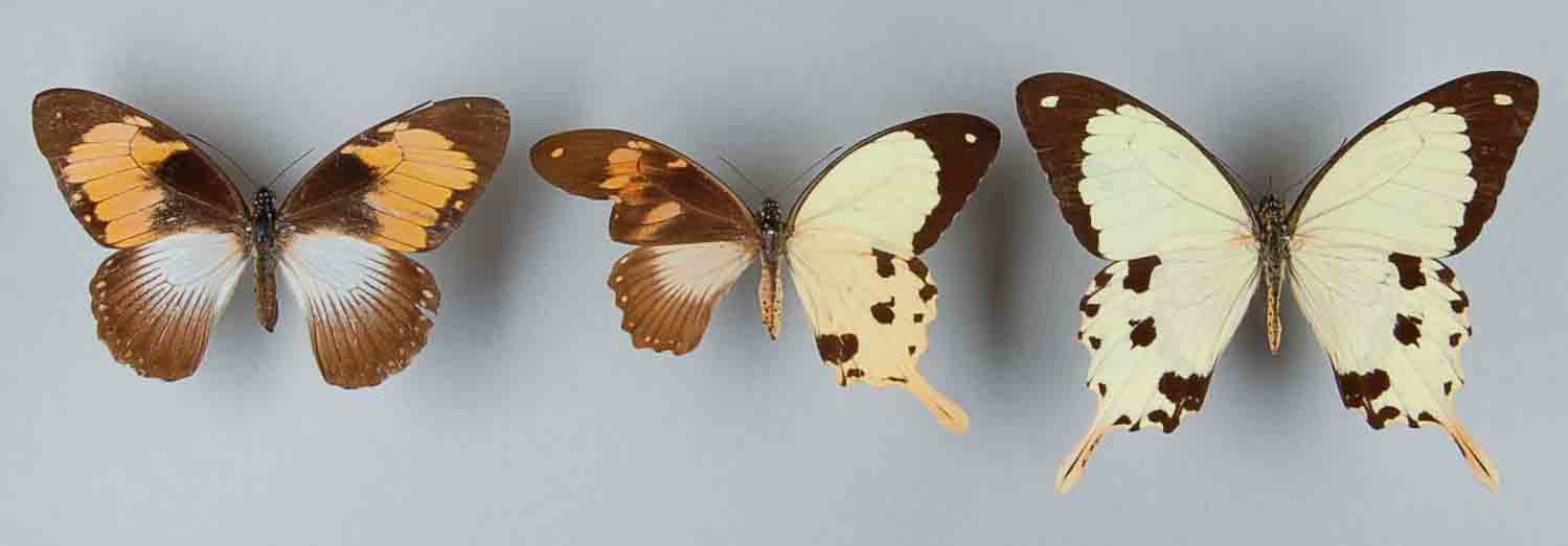 Papilio dardanus gynandromorph (Internet Image property of respective owner, non-commercial use only)